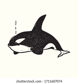 Killer whale (Orca), hand drawn doodle gravure vintage style, sketch, outline vector illustration