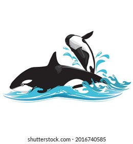 The killer whale or orca (Orcinus orca) 