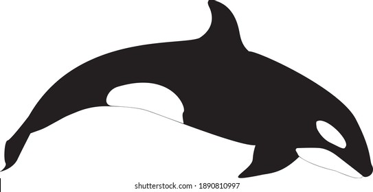Killer Whale Orca Sea Mammal linear on white background