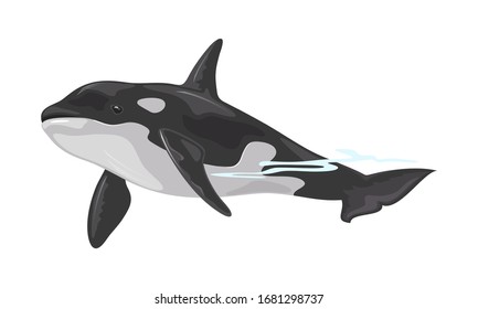 Killer whale or orca is toothed animal with black back belonging to oceanic dolphin family. Some populations are considered threatened or endangered. Vector illustration isolated on white background.