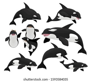 The killer whale or orca is a toothed whale belonging to the oceanic dolphin family, of which it is the largest member. Killer whales have a diverse diet, although individual populations often special