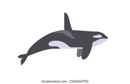 killer whale (Orcinus orca) flat style vector illustration on white background