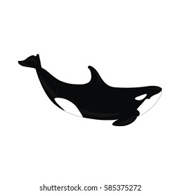 Killer Whale (Orcinus Orca) isolated on white background. Wild ocean animal vector illustration.