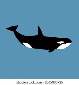 Ballenas asesinas, orcas orcinus también conocidas como Orca suelen cazar en grupo. Esta especie es el mayor miembro de la familia de delfines