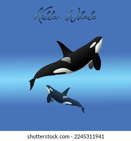 Killer Whale sea animal isolated on blue illustration.