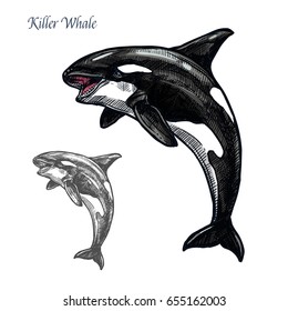 Killer whale sea animal isolated sketch. Orca or toothed whale symbol, marine predator leaping out of water with curved tail and open mouth. Dolphinarium and zoo themes, t-shirt print design