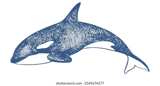 Boceto lineal de animal marino de ballena asesina. Ilustración vectorial Orca. Ballena asesina o ballena dentada, depredador marino saltando del agua con la cola curva. Dibujado a mano, imitación de la antigua técnica de grabado.