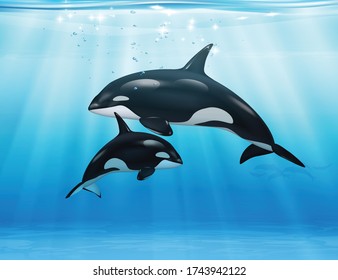 Killer whale in sea realistic composition mother and her child swim underwater vector illustration