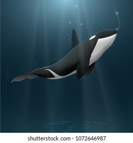 Killer whale at sea. Vector illustration.