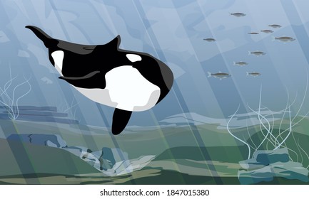 The killer whale swim in the dark cold waters of the ocean and hunts for a school of fish. Orcinus orca. Animals of the Arctic and Antarctic regions. Sublime seascape. Realistic vector