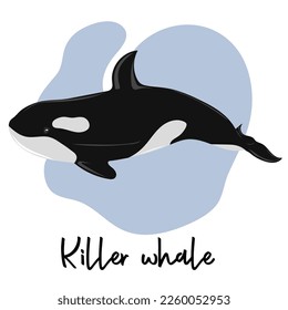 Killer whale swimming in water. Marine dweller. Concept of sea and ocean life. Vector illustration