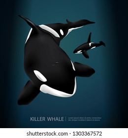 Killer Whale Under The Sea Vector Illustration