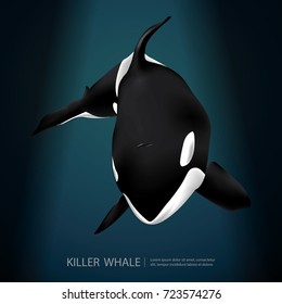 Killer Whale Under The Sea Vector Illustration