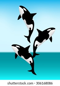 killer whale vector