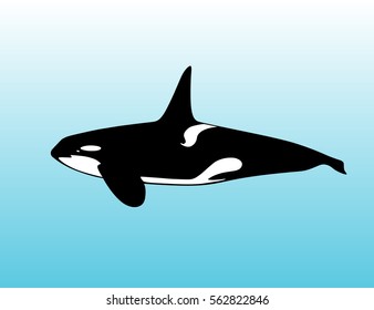 Killer whale vector