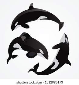 Killer Whale Vector Collection