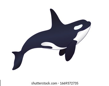 Killer whale - vector full color picture with marine mammal. Orca - sea cetacean in cartoon style. Beautiful graceful killer whale inhabitant of the underwater world.