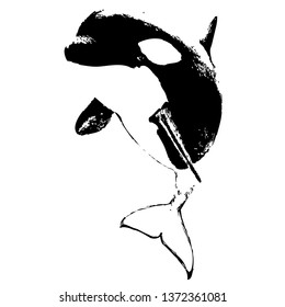Killer whale vector hand drawn illustration. Isolated on a transparent background
