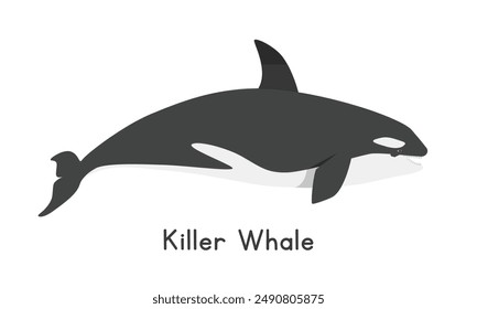 Ilustración vectorial de ballena asesina. Lindo Clipart de dibujos animados Orca, animal en estilo plano. Animales marinos, criaturas submarinas, animales oceánicos, concepto de vida marina. Diseño de Vector de ballena asesina aislado