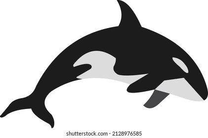 
Killer whale, vector illustration, eps 10.