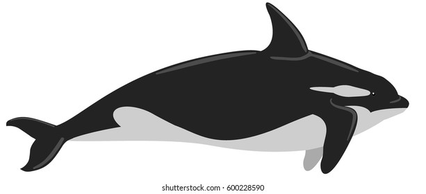 Killer whale. vector illustration. Flat design style. Isolated on a white background.