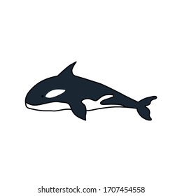 Killer whale vector illustration isolated on white background. Ocra whale illustration in vector