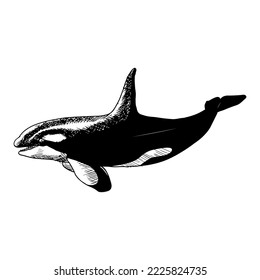 Killer whale. Vector illustration isolated on white. Hand-drawn style.