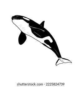 Ballena asesina. Ilustración vectorial aislada en blanco. Estilo dibujado a mano.