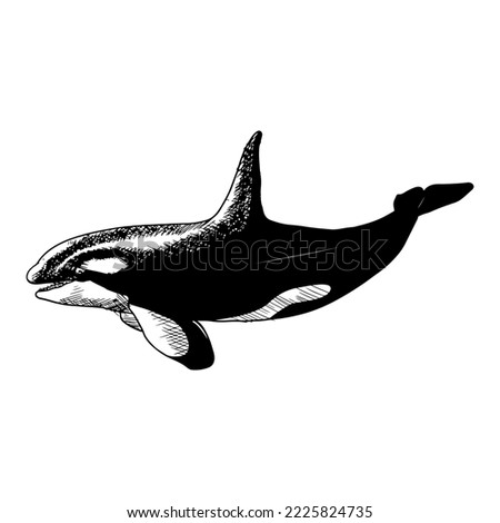 Killer whale. Vector illustration isolated on white. Hand-drawn style.