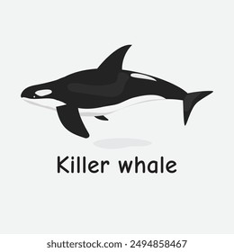 Killer Whale Vector Illustration: Large Marine Mammal