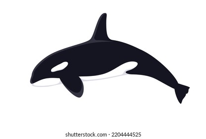 Killer Whale. Vector illustration Killer Whale, Orca Orcinus, isolated on white. Flat design, side view.