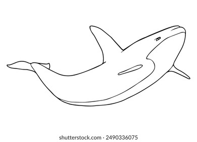 killer whale vector illustration,isolated on white background,top view