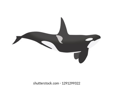 killer whale vector ilustration
