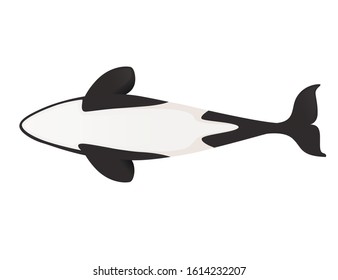 Killer whale(Orcinus orca) cartoon animal design ocean mammal orca flat vector illustration isolated on white background