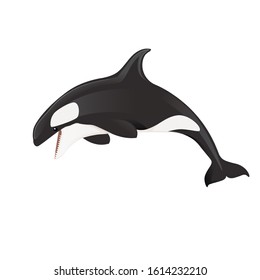 Killer whale(Orcinus orca) cartoon animal design ocean mammal orca flat vector illustration isolated on white background