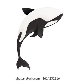 Killer whale(Orcinus orca) cartoon animal design ocean mammal orca flat vector illustration isolated on white background