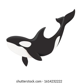 Killer whale(Orcinus orca) cartoon animal design ocean mammal orca flat vector illustration isolated on white background