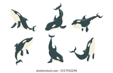 Killer Whales Set, Orca or Toothed Whale, Marine Mammal Animal Leaping Out of Water Vector Illustration