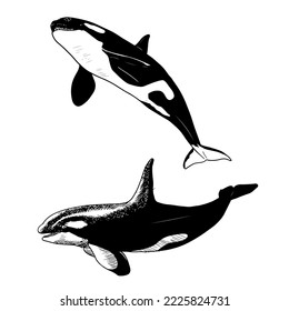 Killer whales. Vector illustrations. Isolated on white. Hand-drawn style.