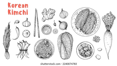 Kimchi cooking and ingredients for kimchi, sketch illustration. Korean cuisine. Healthy food, design elements. Hand drawn, package design. Asian food