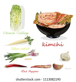 Kimchi, traditional korean food. Illustration on white. Ingredients