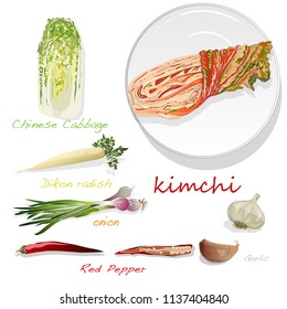 Kimchi, traditional korean food. Illustration on white. Ingredients for kimchi.