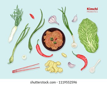 Kimchi, traditional korean food. Probiotic product. Ingredients for cooking. Vector color illustration.