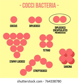 Cocci Bacteria Images, Stock Photos & Vectors | Shutterstock