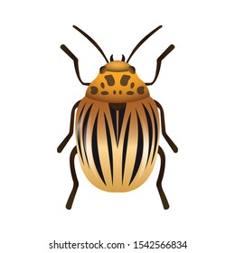 a kind of golden ladybug. animals of various insects. small animals can fly with isolated white background.