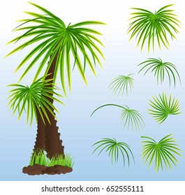 A kind of palm tree with foliage