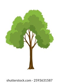 Kind of tree icon, oak. Deciduous plant. Green crowns and lush foliage with natural brown trunks and branches. Vector cartoon illustration