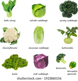 Kinds Of Cabbage. White, Red, Savoy, Chinese, Curly Cabbage. Bok Choy. Kale. Broccoli. Brussels Sprouts. Kohlrabi. Cauliflower. Vector Illustration