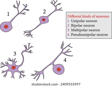  kinds of neurons: Unipolar neuron , Bipolar neuron , Multipolar neuron ,Pseudounipolar neuron.Vector illustration.