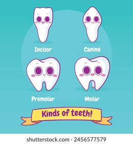 Kinds of teeth incisor canine premolar molar